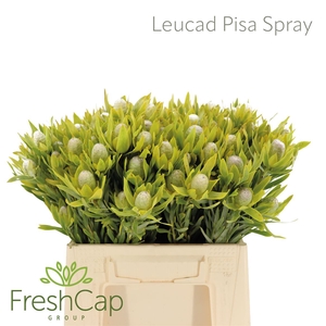 Leucad Pisa Spray