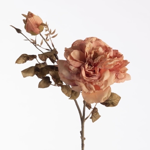 AF Rosa Dried x2 L79cm Peach