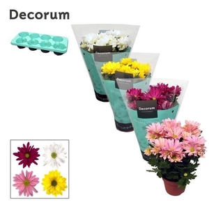 Chrysanthemum (Indicum Grp) Breeze Gemengd