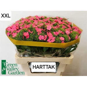 Di Barb S Will Pink