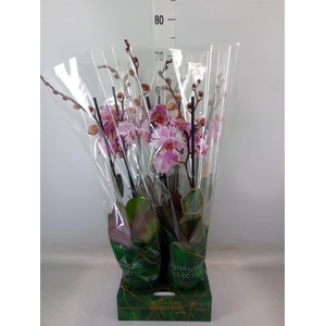 Phalaenopsis   ...rose