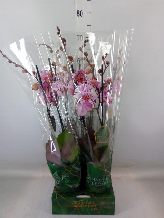 <h4>Phalaenopsis   ...rose</h4>