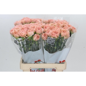 Dianthus St Lege Marrone