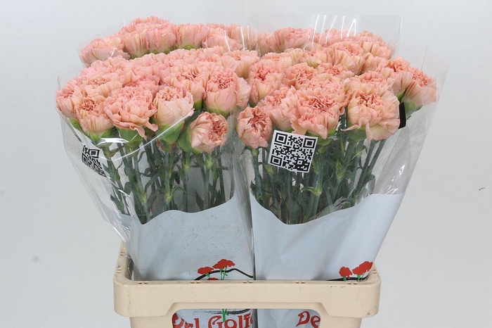 <h4>Dianthus St Lege Marrone</h4>