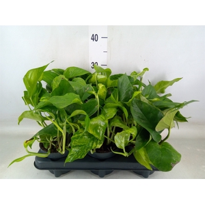 Epipremnum   ...