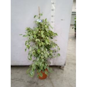 Ficus benja. 'Golden King'