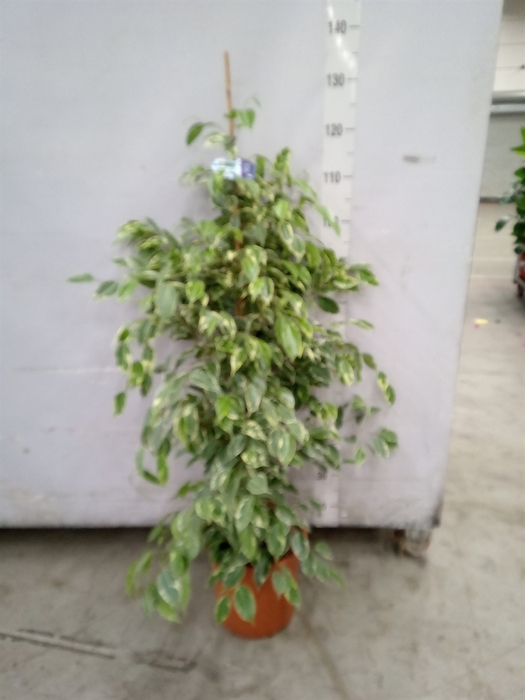 <h4>Ficus benja. 'Golden King'</h4>
