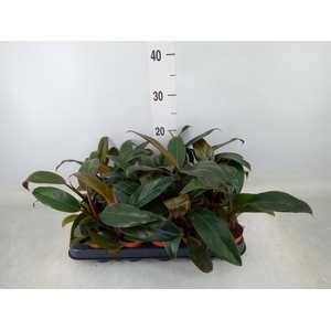 Philodendron  'Imperial Red'