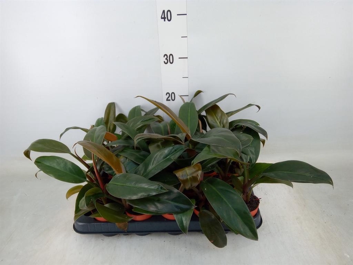 <h4>Philodendron  'Imperial Red'</h4>