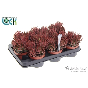 Haworthia Zebrina make upz rood