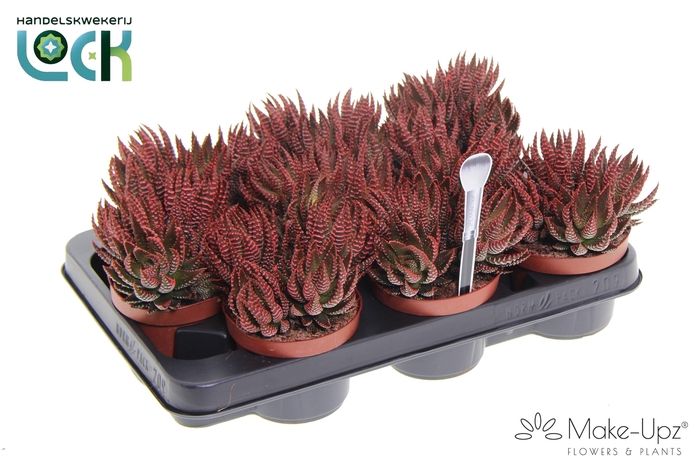 <h4>Haworthia Zebrina make upz rood</h4>
