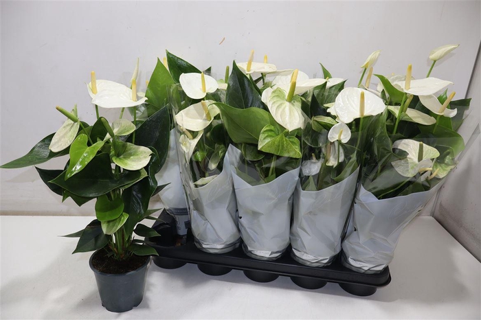 <h4>Anthu An Cocos</h4>