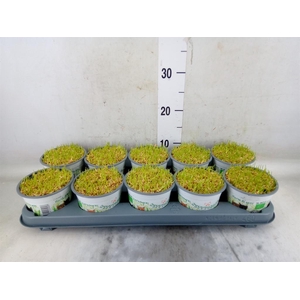 Hordeum sp.   ...kattegras zaai