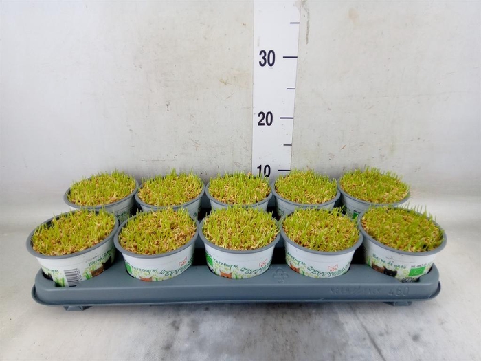 <h4>Hordeum sp.   ...kattegras zaai</h4>