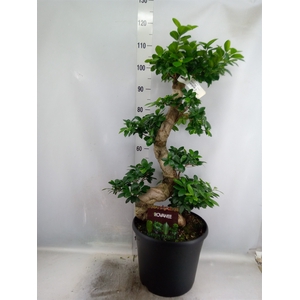 Ficus microcarpa 'Ginseng'