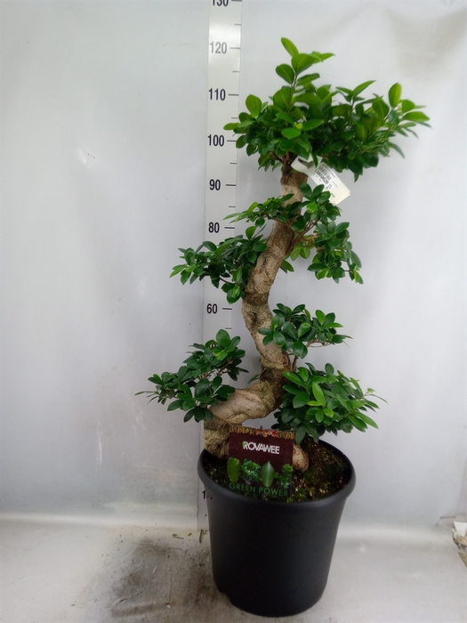 <h4>Ficus microcarpa 'Ginseng'</h4>