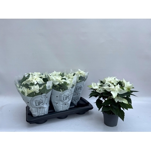 EUPHOR P PRI P WHITE