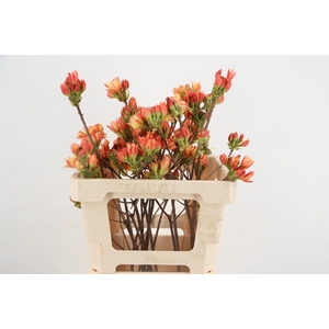 RHODO. DOUBLE SALMON 050CM