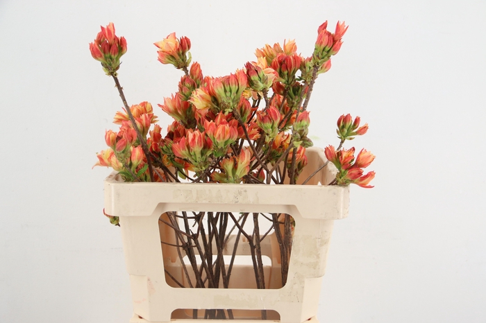 <h4>RHODO. DOUBLE SALMON 050CM</h4>
