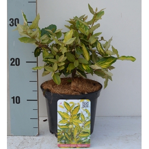 Elaeagnus pungens 'Maculata'