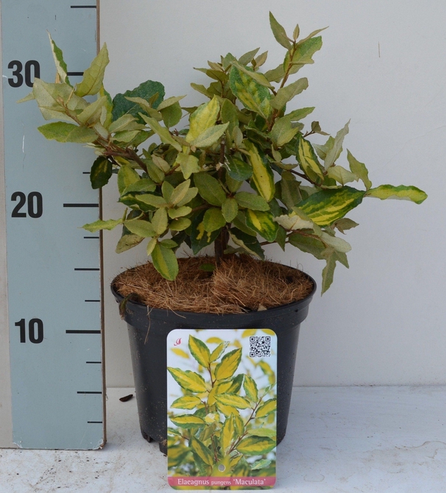 <h4>Elaeagnus pungens 'Maculata'</h4>