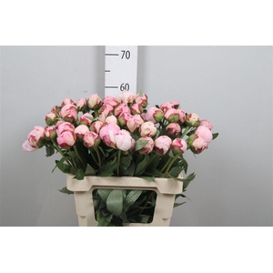 Paeo Sarah Bernhard Pink