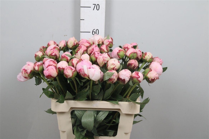 <h4>Paeo Sarah Bernhard Pink</h4>