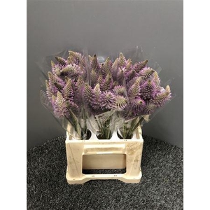 Ptilotus Exaltatus Cm 40