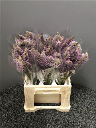 <h4>Ptilotus Exaltatus Cm 40</h4>