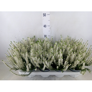 Calluna vulg. 'Beauty L Verenka'