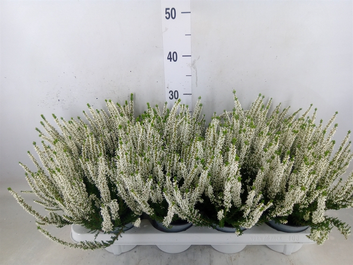 <h4>Calluna vulg. 'Beauty L Verenka'</h4>
