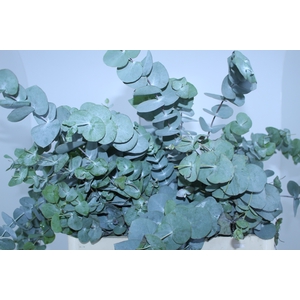 FOLHAGEM EUCAFLOR