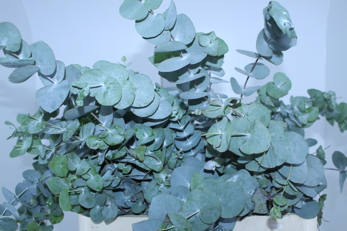 FOLHAGEM EUCAFLOR