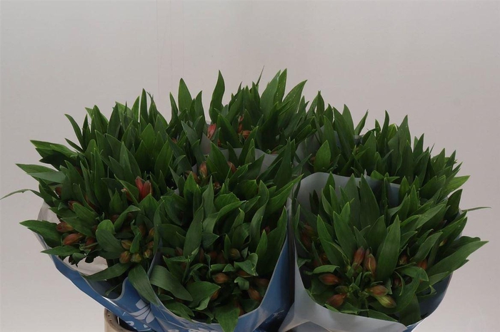 <h4>Alstroemeria Estee</h4>