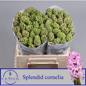 Hyac Splendid Cornelia