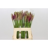 Nerine Mister Nick