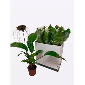 TACCA CHANTRIERI