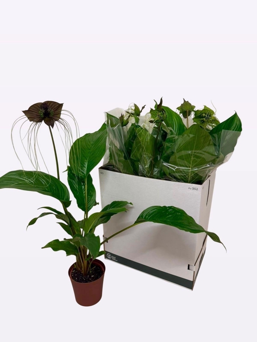<h4>TACCA CHANTRIERI</h4>