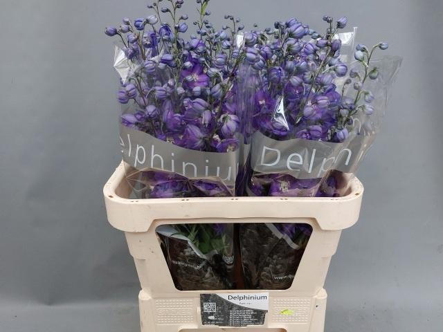 <h4>DELPH DU DELP POWER</h4>