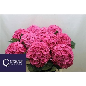 Hydr M Royal Anastasia Rs