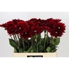 Dahlia Red Runner