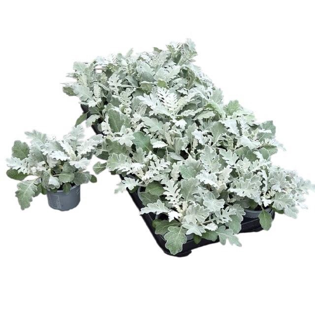 <h4>JACOBAEA MARITIMA</h4>