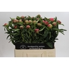 Paeonia Coral Charm