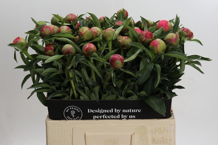 <h4>Paeonia Coral Charm</h4>