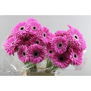 Ge Gr+ Dreamer (rose)