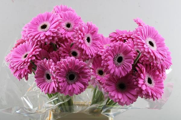 <h4>Ge Gr+ Dreamer (rose)</h4>