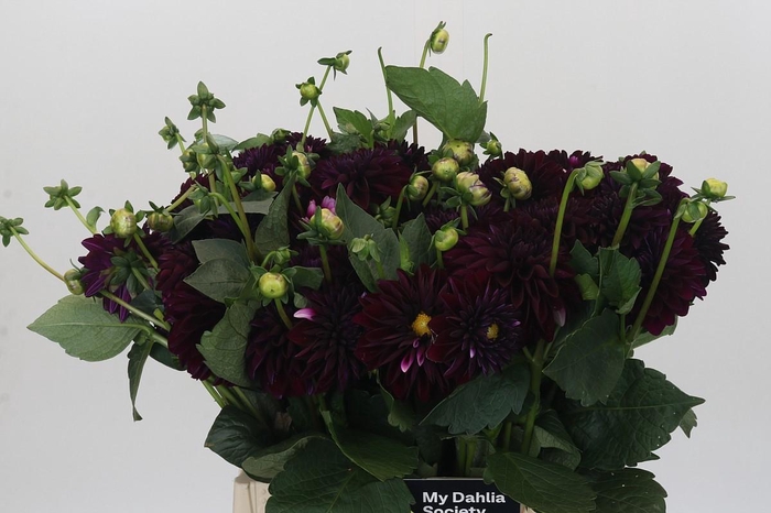 <h4>Dahlia Duke Duweno</h4>