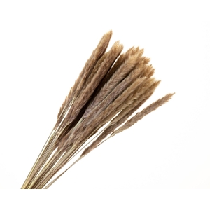 Pampas Fluffy Natural