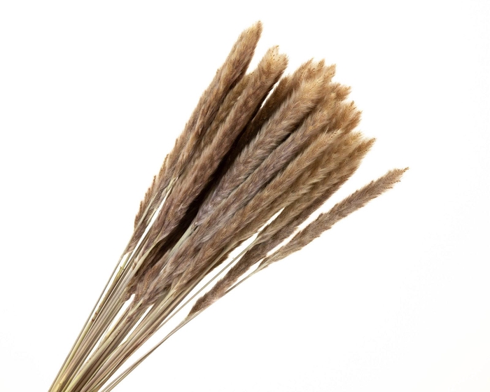 Pampas Fluffy Natural