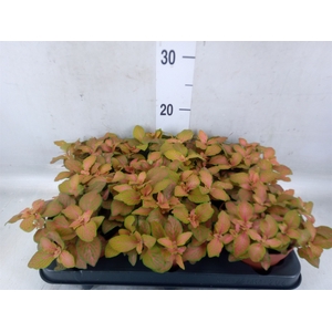 Fittonia  'Mosaic Skeleton'